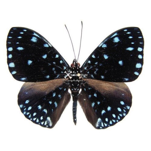 Male